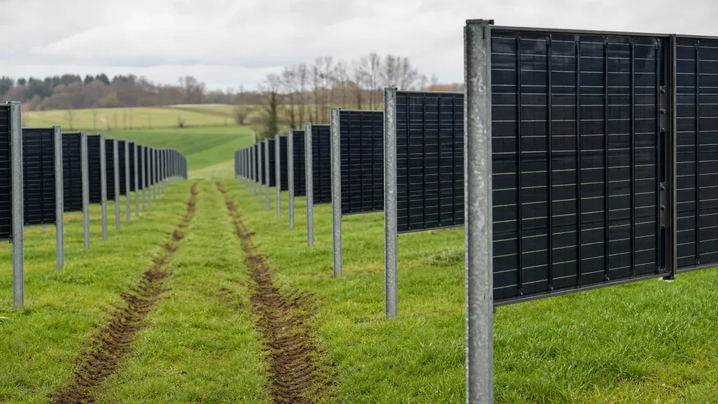 Senkrechte bifaziale Solarmodule in Reihen auf Grünland mit Traktorspuren zwischen den Modulreihen